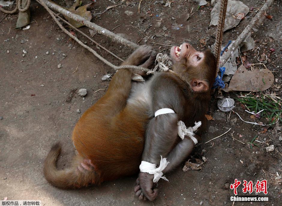 ӡ��С���������Ͷ�߱��廨���ʾ�� 