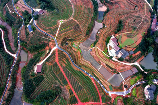 宜宾市茶产业研究院揭牌仪式举行 宜宾市茶产业研究院揭牌仪式举行